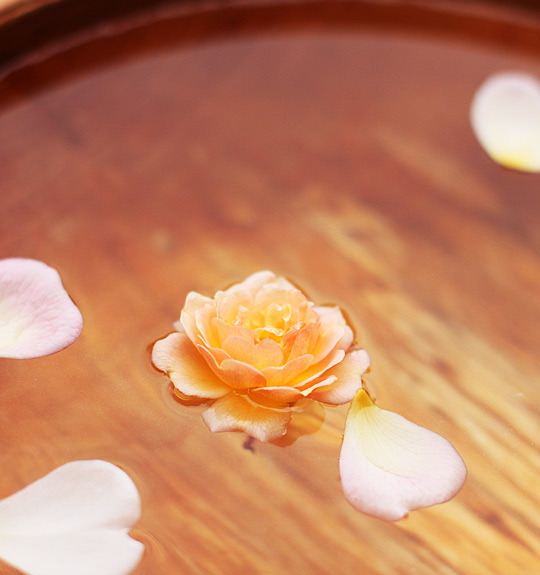 Body Care Body Care