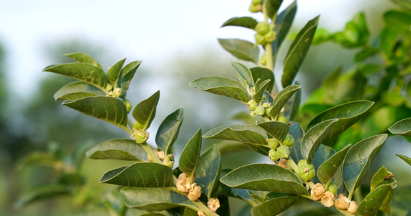 Ashwagandha plant Ashwagandha plant