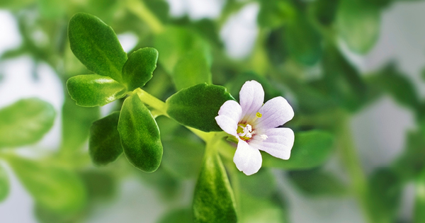 Brahmi Pflanze Brahmi Pflanze