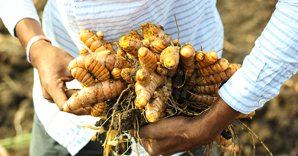 Curcuma root Curcuma root