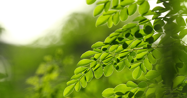 Moringa leave Moringa leave
