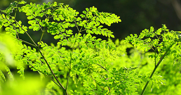 Moringa plant