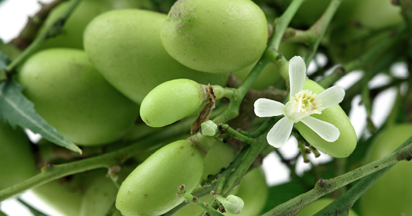 Neem flower