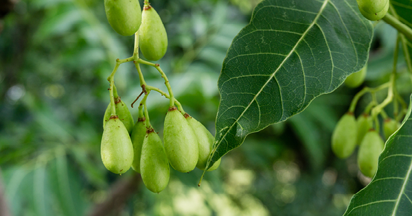 Neem plant