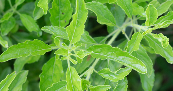 Tulsi - Leafs of the plant