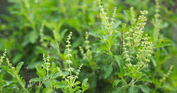 Tulsi - Plants