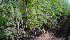 Moringa plant