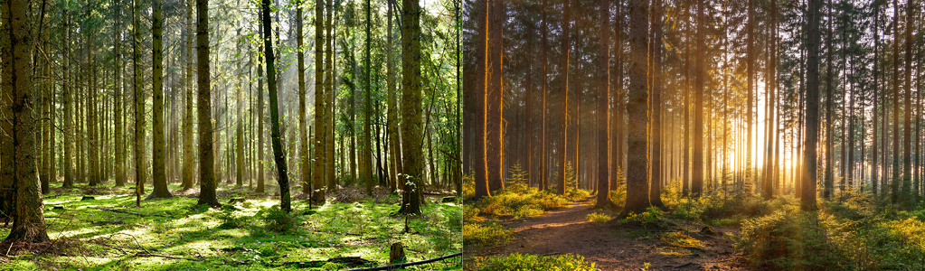 Spring and fall Spring and fall